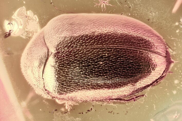 Detailed Fossil Marsh Beetle (Scirtidae) in Baltic Amber #381291
